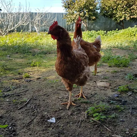 Casas Algarvias Сasa de vacaciones *